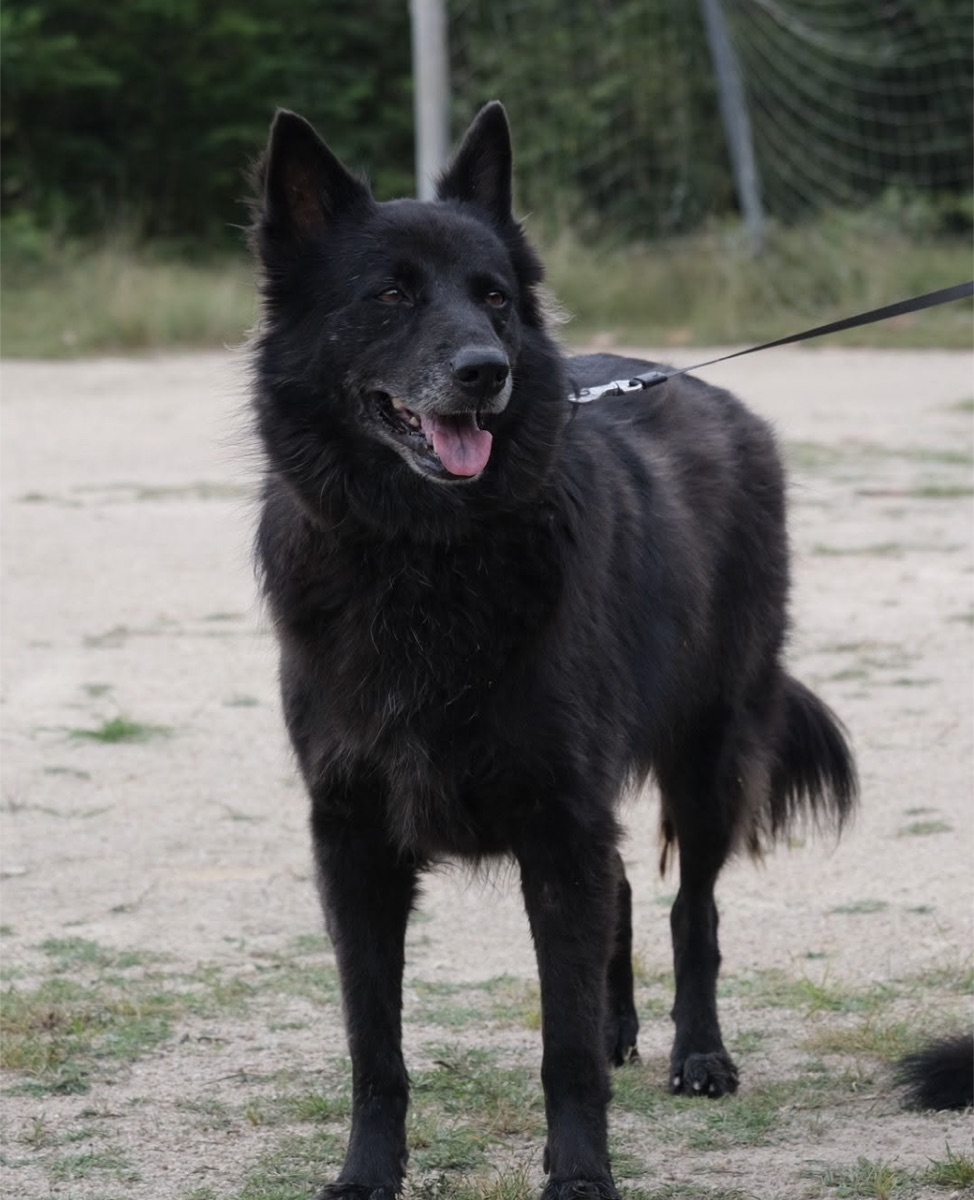 Blacky