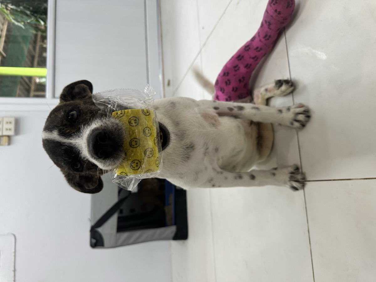 Chana, a dog in care at PACS Thailand