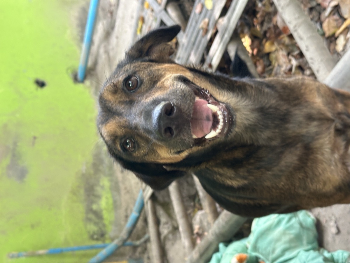 Peanut
