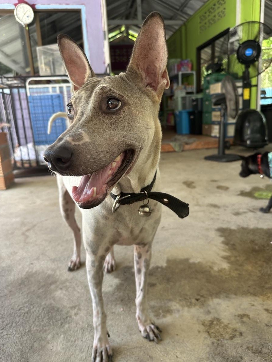 Pupita
