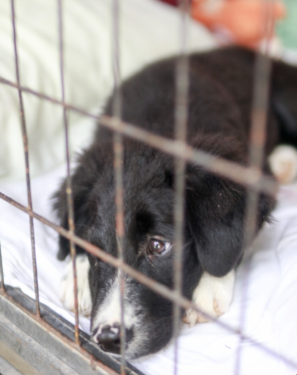 A dog in a kennel at PACS, Koh Phangan