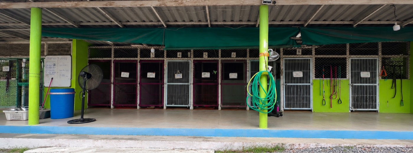 Recovery kennels at PACS clinic, Koh Phangan