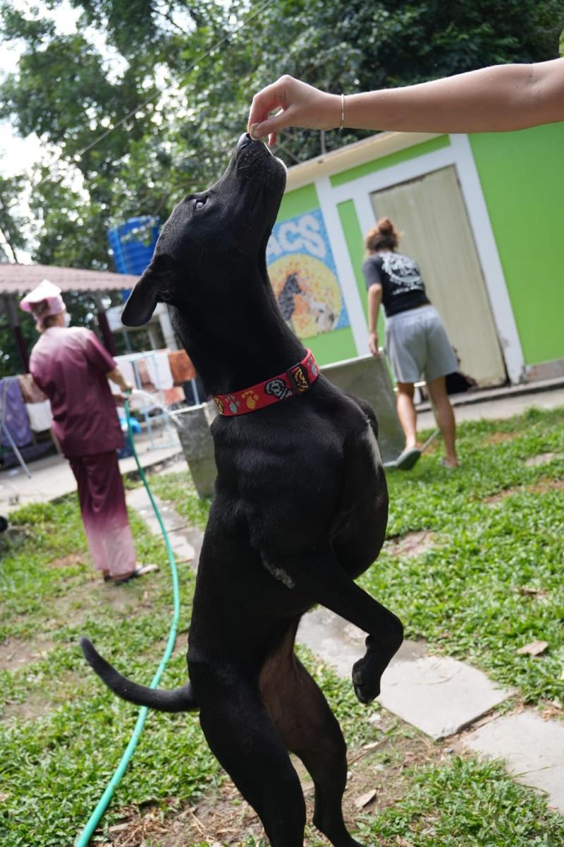 A dog at the PACS clinic on Koh Phangan